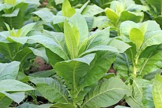 山东省烟草病虫害研究中心