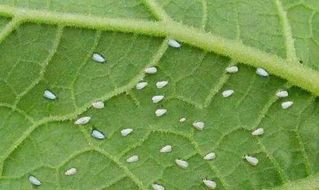 山东省蔬菜病虫生物学省级重点实...
